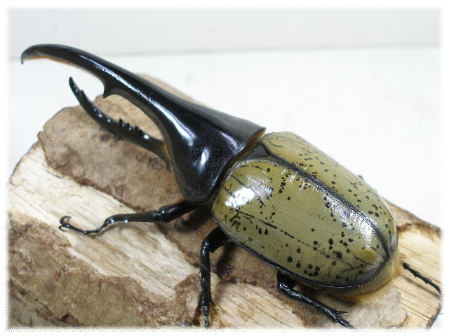 ヘラクレス・ヘラクレス